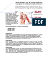 Classification of Muscles Depending Upon The Functions or Situation