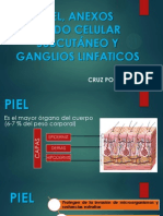 Piel y Anexos, Tejido Celular Subcutanea y Ganglios Linfaticos