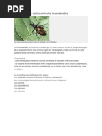 260222 15 EIBPfIMO Caracteristicasdelosanimalesinvertebrados (1)