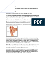 Estructura y partes del oído humano