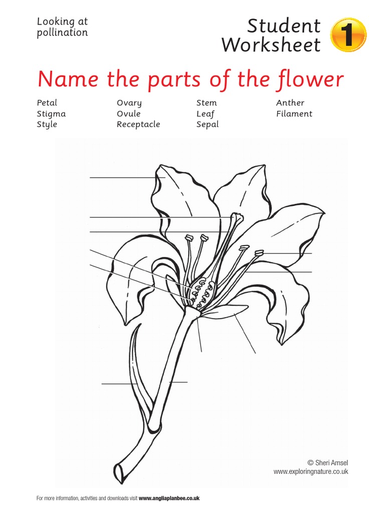 4 Pollination Worksheets | Pollination | Petal
