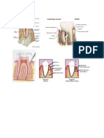 Periodontal