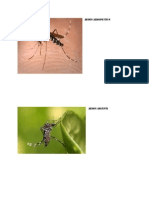 Aedes Albopictius