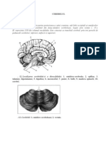 CEREBELUL