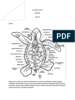 Circulatory System of Turtles-Cee