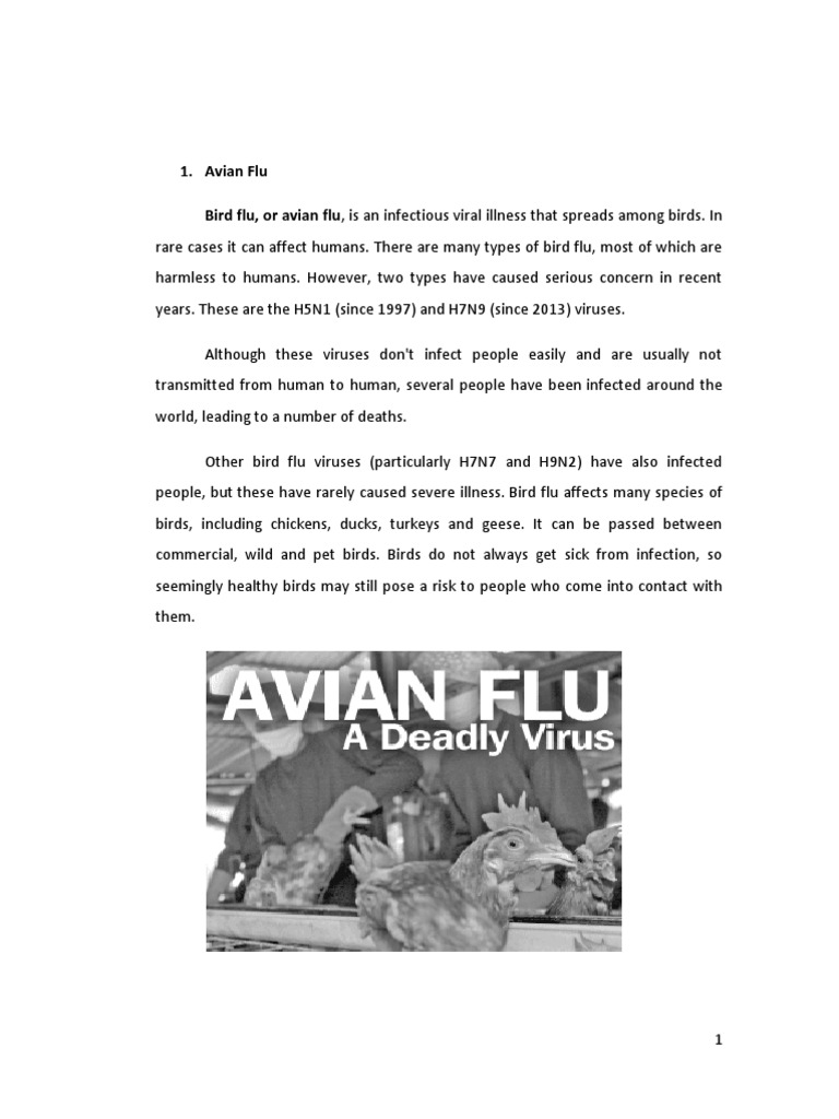 Avian Flu: Risks and Prevention | PDF | Hiv/Aids | Avian Influenza