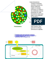 Fases de La Fotosíntesis