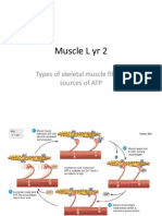 Muscle L 2