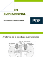 Función - Suprarrenal