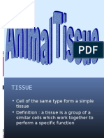 Animal Tissue