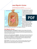 Human Digestive System