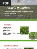 Acacia Manguim