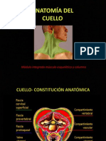 Anatomía Del Cuello 1