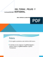 Anatomia Del Torax , Pelvis y Columna Vertebral