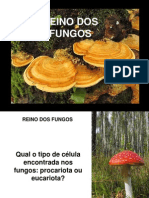 Reino Dos Fungos