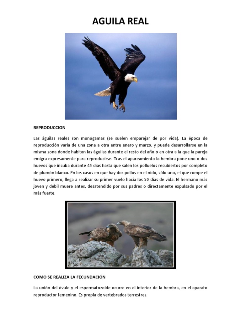 Aguila Real | PDF | Aves | Paravianos
