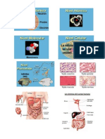 Los Sistemas Del Cuerpo Humano