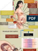 Cambios Fisiologicos Gestacionales Parto y Puerperio