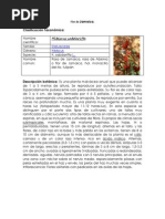 Download Flor de jamaica taxonomicadocx by Erk Contre SN230519530 doc pdf