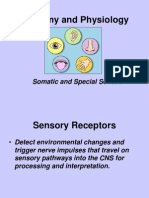 CH 10 Somatic and Special Senses Powerpoint 2006