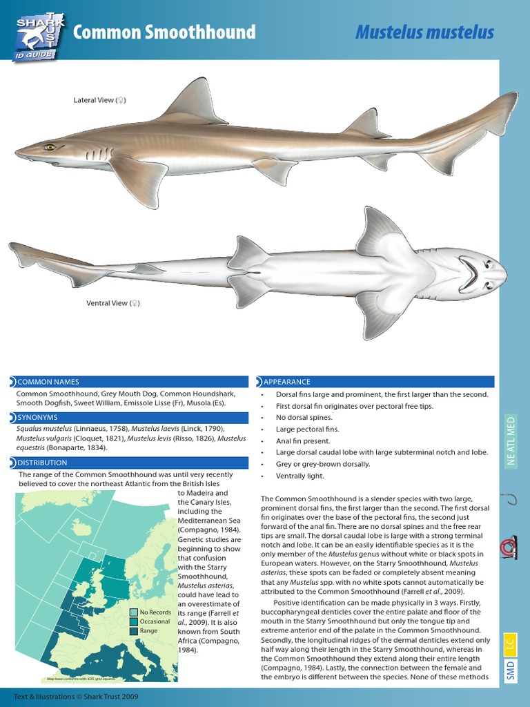 Common Smoothhound Shark Trust Factsheet | PDF | Fish | Predators
