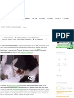 Tumor Venéreo Transmisible _ Diagnóstico Veterinario