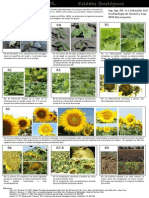 Desarrollo fenológico del girasol desde VE hasta R9