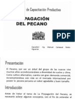 Propagacion de Pecano