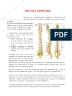 Anatomia Cervicale