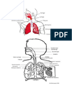 aparato respiratorio