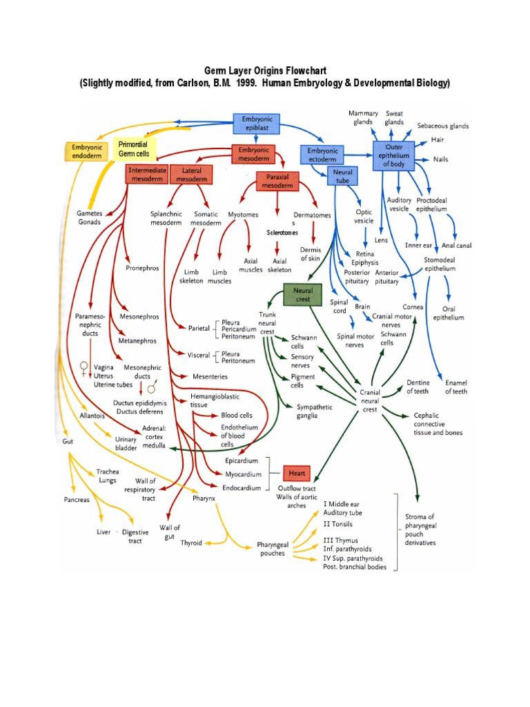 3273 Germ Layer Flowchart | PDF
