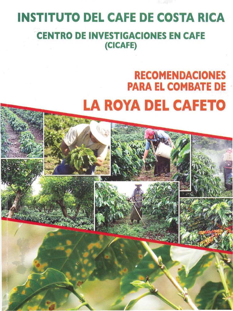 La Roya Del Cafeto