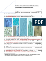 Clave Para Identificacion de Fito Nematodos