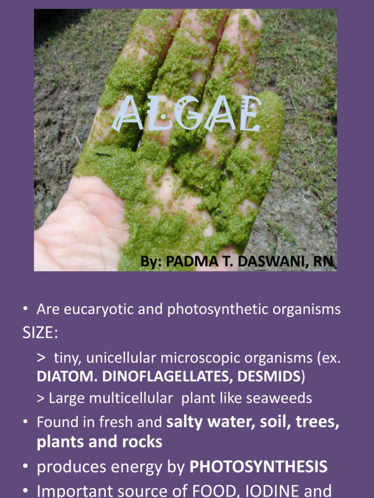 Algae, Protozoa, and Fungi Overview | PDF | Algae | Protozoa