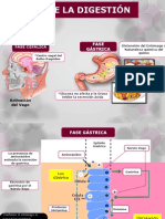 Fisiologia Digest