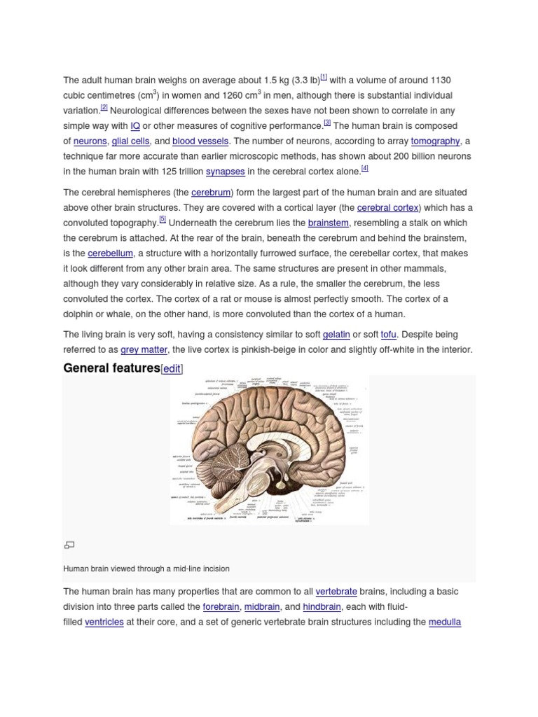 Brain Parts Cerebral Cortex Human Brain