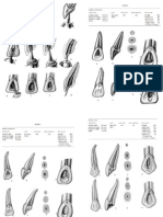 Tooth and Root Anatomy