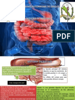 Sistema Digestivo