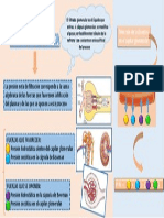 Presión de Filtración Neta