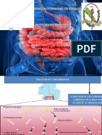 Absorcion de Carbohidratos