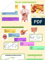 Digestion de Carbohidratos