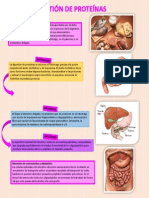 Digestión de Preteínas