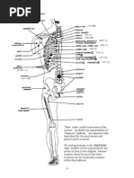 Chapman Points Table | PDF | Anatomical Terms Of Location | Neck