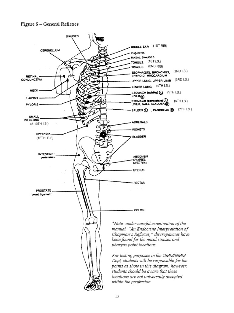 チャップマン反射　Chapman's Reflexes ハンドブック チャップマン反射 Chapman's Reflexes ハンドブック Amazon.co