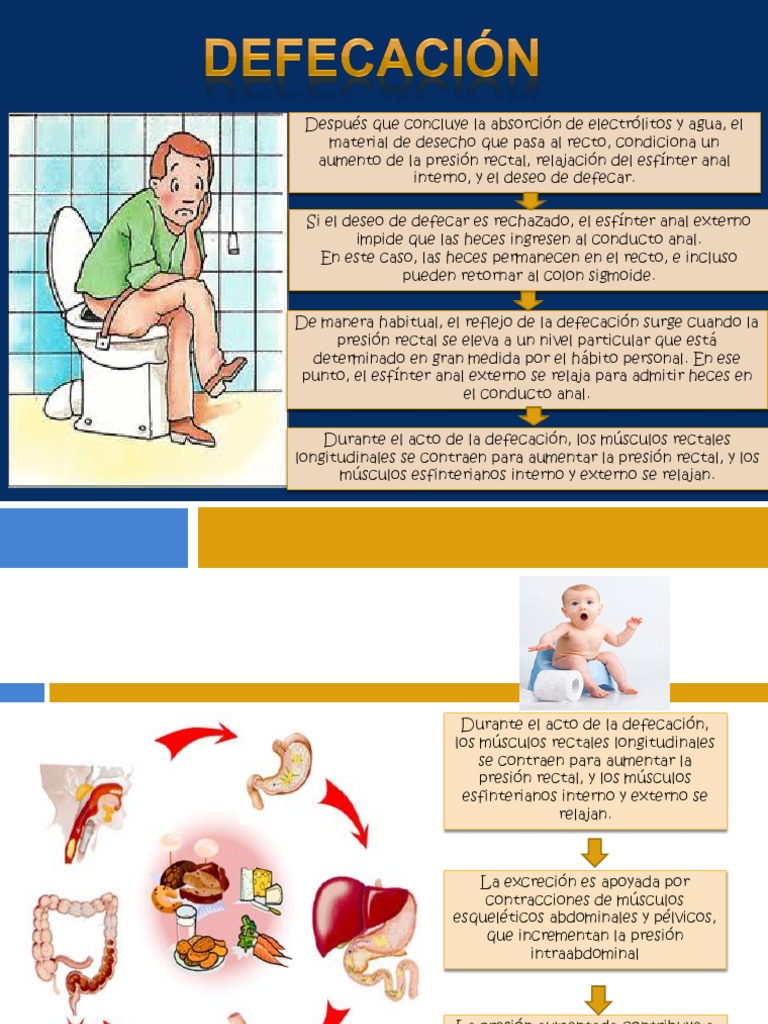 Fisiología del Reflejo de Defecación | PDF | Estudios de idiomas ...