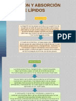 Digestión y Absorción de Lípidos