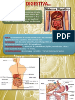 Fisiologia Digestiva