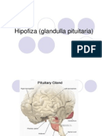 Hipofiza (Glandulla Pituitaria)