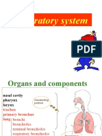 Respiratory System06