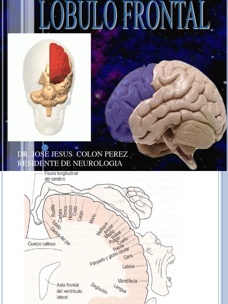 lobulo frontal